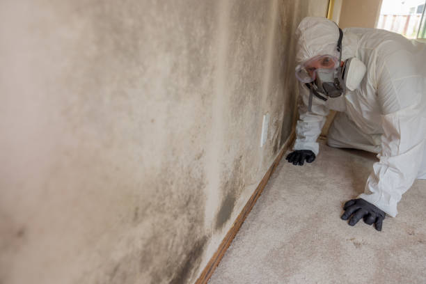 Best Mold Damage Restoration in Winnie, TX